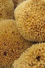 NATURAL SEA SPONGE