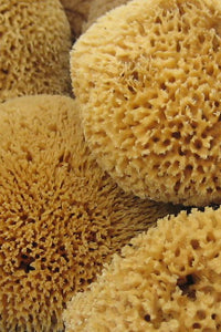 NATURAL SEA SPONGE